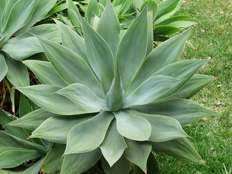 Succulent