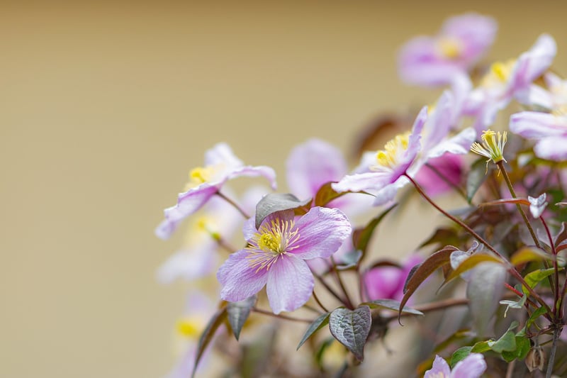 Clematis