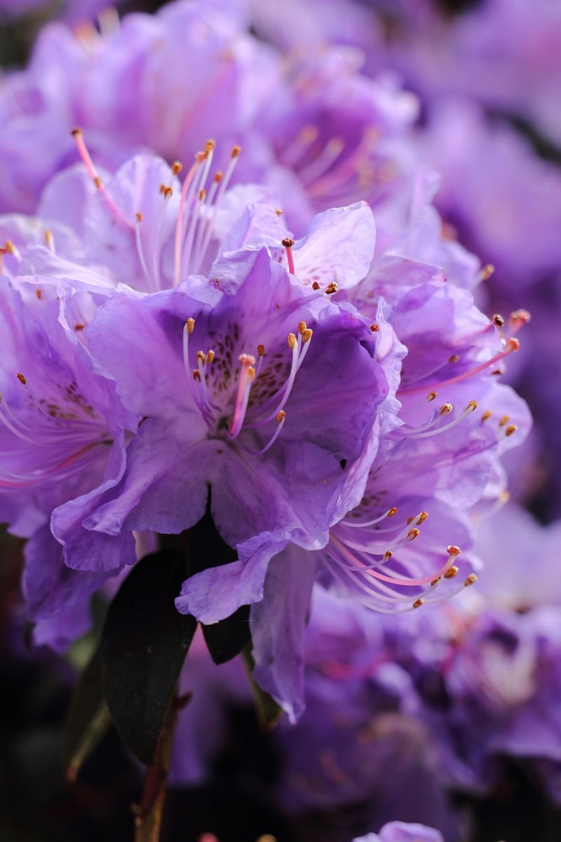Rhododendron