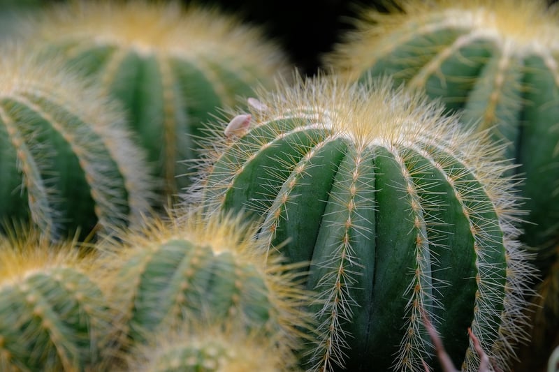 Succulent in sunlight